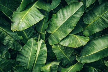 Fototapeta premium Lush green banana leaves overlapping each other, creating a dense tropical pattern. Perfect for botanical themes, nature backgrounds, or eco-friendly designs.