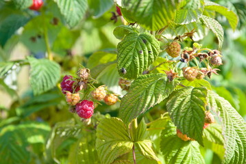 Himbeeren reifen am Himbeerstrauch - Beerenobst