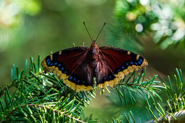 Brown Butterfly in Pine Tree