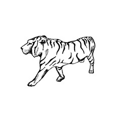 this vector illustration presents a black and white line drawing of a white tiger.The minimalist design and monochromatic pallette making it  more versatile