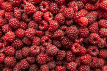 Freshly Picked Wild Raspberries - Vibrant and Organic Harvest of Nature's Sweet Bounty