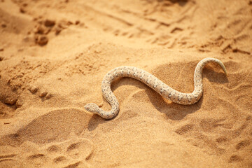 Sandrasselotter in der Wüste © maramis