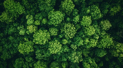 Naklejka premium Aerial View of Lush Green Forest