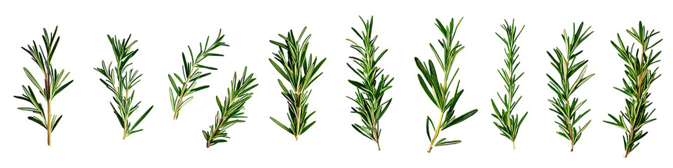 Fototapeta premium Collection of Rosemary twig and green leaves for garnish food menu isolated on a transparent background, PNG