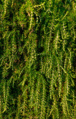 Green weeping twigs of yew tree; pattern; texture