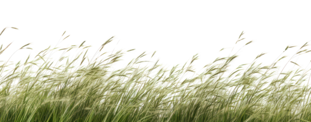 PNG  Lush green grass field landscape