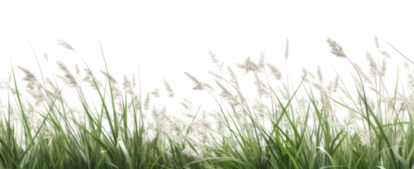 PNG  Lush green grass field background