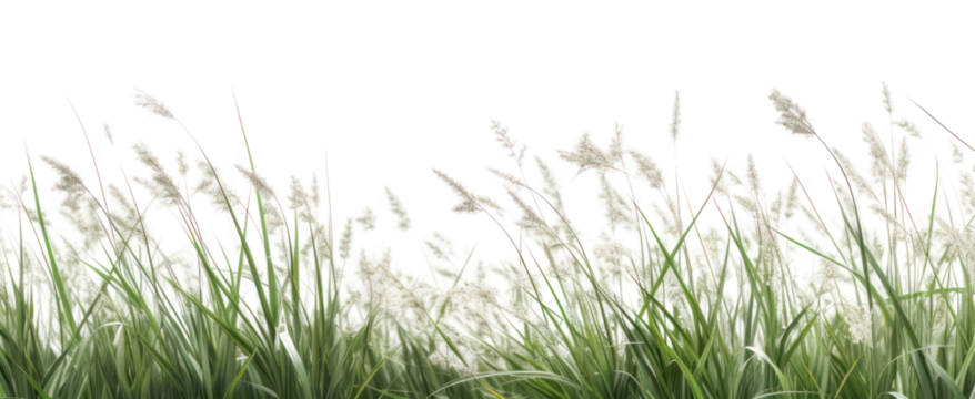 PNG  Lush green grass field background