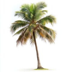 Vector illustration of coconut tree with leaf closeup view