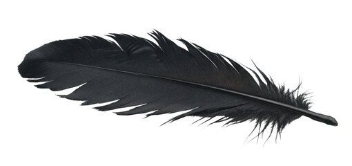 PNG Elegant black feather on white