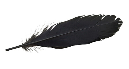 PNG Elegant black feather on white