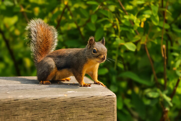 Douglas Squirrel in British Columbia 