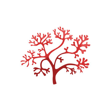 Sea red algae. Irish moss. Chondrus crispus.