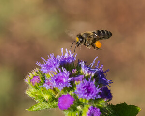A Hard-Working Bee with a Yellow Bag Attached to Its Body is Hovering by a Colorful Thistle Preparing to Extract Its Pollen 