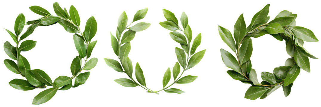Triple Crown of Laurel: Three vibrant laurel wreaths stand as symbols of victory, achievement, isolated on transparent background. 
