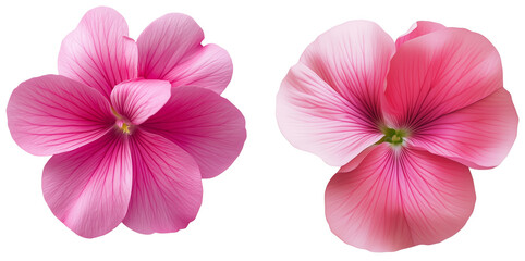 Pink Geranium Blooms: Two delicate pink geranium flowers in full bloom, isolated on transparent background. The petals are soft and velvety, with a subtle hint of pink and white. 