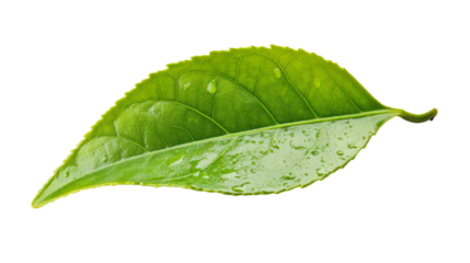 Close up green tea leaf isolated on white background,PNG