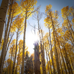 Quaking Aspens in Autum Colors Near Flagstaff Arizona