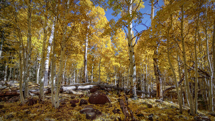 Quaking Aspens in Autum Colors Near Flagstaff Arizona