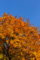 Autumn landscape tree with yellow leaves on sky background