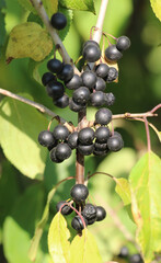 Berries ripen on the Rhamnus cathartica bush