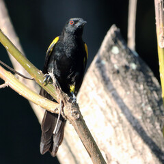 Variable Oriole (Icterus pyrrhopterus) perched facing forward with red eyes