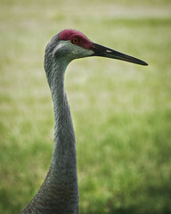 Sandhill Crane