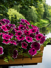outdoor plant flowering petunia fuchsia in a pot