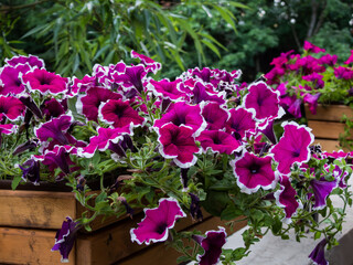 outdoor plant flowering petunia fuchsia in a pot