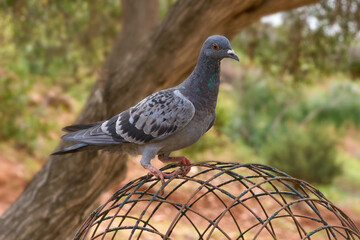 Wilde Taube sitzt auf einem alten kuppelförmigen Gitter in einem Garten mit Baum in Fuerteventura