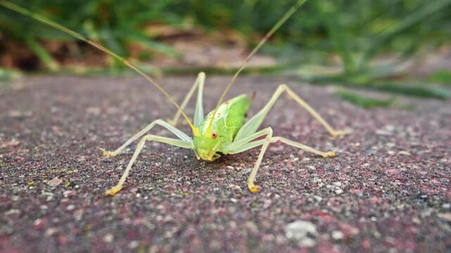 Great Green Bush Cricket Tettigonia Viridissima Insect Sitting on Ground