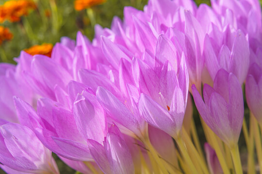 Autumn Crocus or Colchicum Autumnale close-up. Beautiful flowers in bloom
