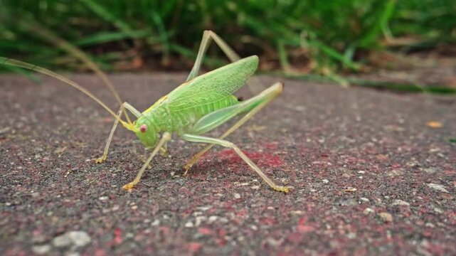 Great Green Bush Cricket Tettigonia Viridissima Insect Sitting on Ground