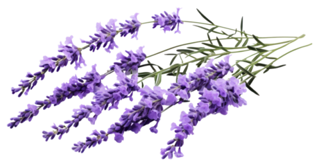 PNG Lavender branches blossom flower plant.