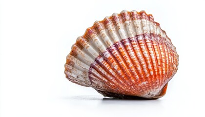 Obraz premium A vibrant scallop shell rests on a white surface, showcasing its intricate patterns and rich colors under bright lighting