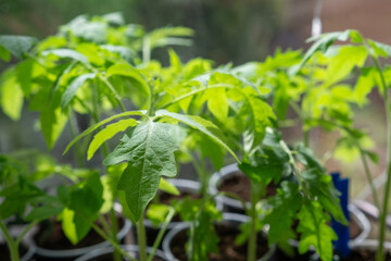 Growth of tomato seedlings in plastic glasses on a windowsill. 