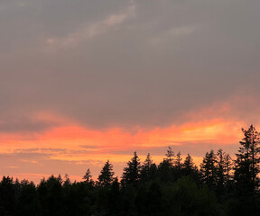 Obraz premium Sunset in the Forest