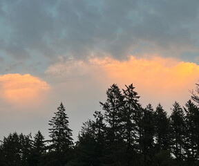 Obraz premium Sunset in the Forest