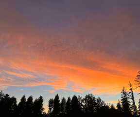 orange sunset in forest