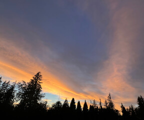 sunset in the forest