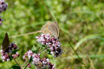 Ringlet (Aphantopus hyperantus) butterfly sitting on a pink flower in Zurich, Switzerland