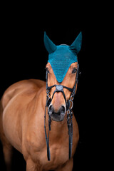 Vertical photo of a bay horse on a black background. A horse on a dark background in a hat