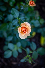 orange rose in garden