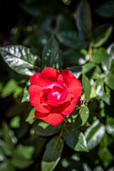 red rose in the garden