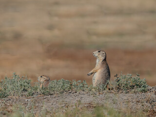 Two Alert Black-Tailed Prairie Dogs Near Their Burrow