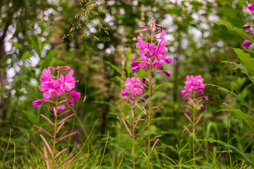 Dwarf Fireweed