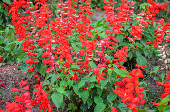 Scarlet sage salvia flowrs in a garden