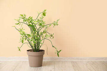 Green plant near beige wall in room
