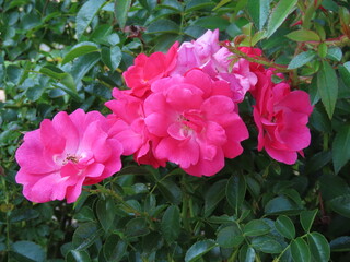 Pink flower