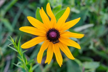 Yellow Daisy and Insects, York County Pennsylvania USA